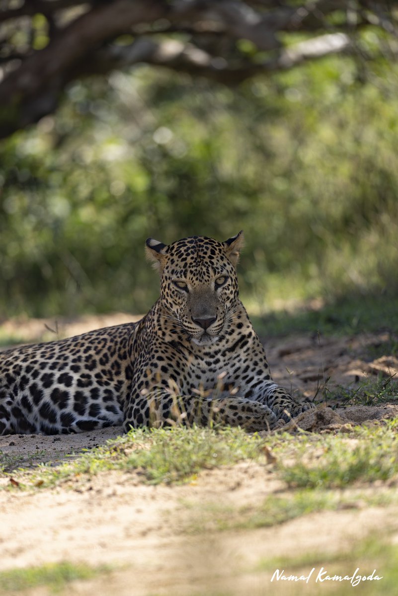 A Leopard contemplating whether to continue it's walk in the hot sun. 

#srilanka #travel #srilankansafari #travelsrilanka #kumana #WildlifePhotography #canonwildlife #leopard #srilankanleopard #bigcatsofinstragram #nature #safari #wild #naturephotography #natgeowild