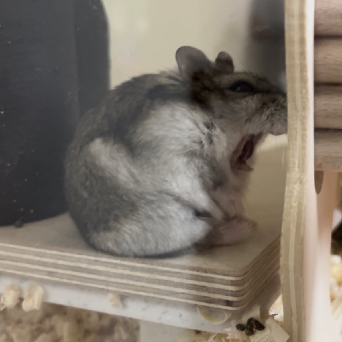 aeng_hamster's tweet photo. 나의 작은 맹수 앵 https://t.co/4eM30GC8fl
