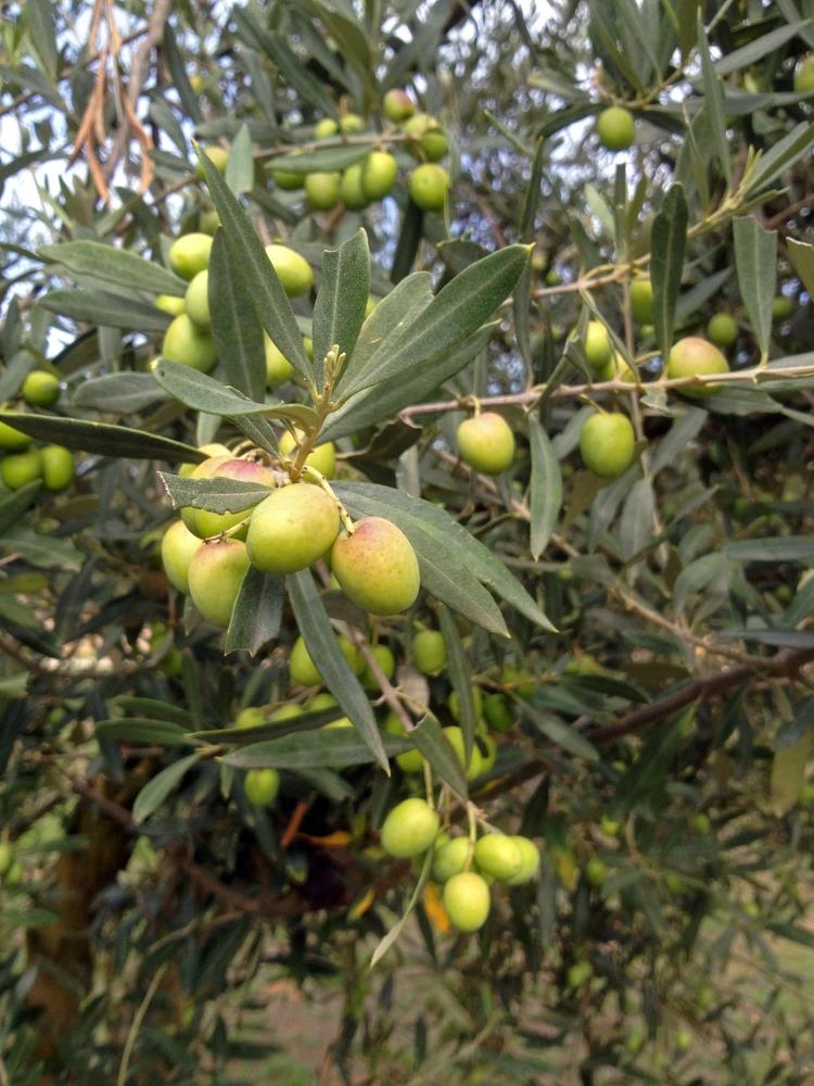 Beautiful French Olive trees thrive in full sun with some shade and well-drained soil. 
Shop for French Picholine Olive trees HERE👇
hubs.li/Q02t606y0
Get more info about olives here: hubs.li/Q02t6kkN0
#olivetree #French #hellohelloplants #gardening #gardendesign