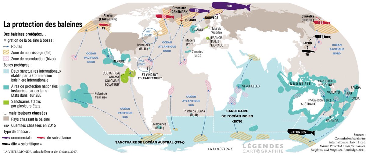 3-7 Des animaux et des hommes - Les baleines, espèce protégée et toujours chassée
