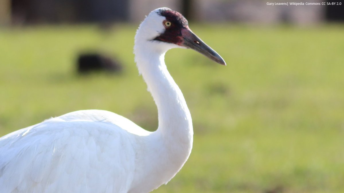 Management implications of habitat selection by whooping cranes (Grus americana) on the Texas coast | Ecosphere @ESAEcosphere | esajournals.onlinelibrary.wiley.com/doi/10.1002/ec… | #ornitholog