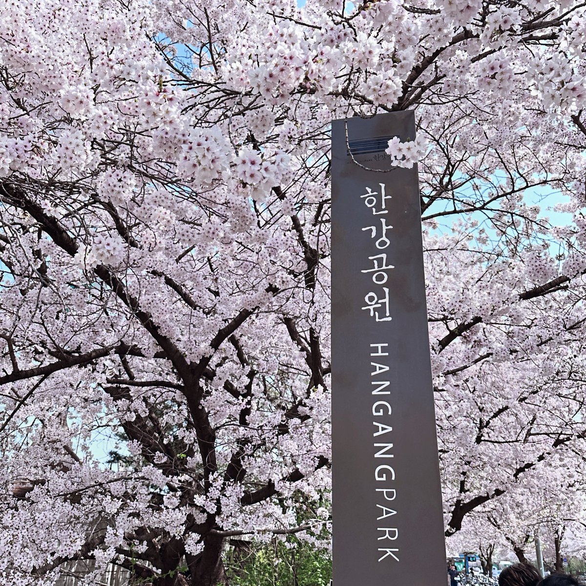 Wowainey's tweet photo. The best season I’ve ever experienced 🌸💜🌸 https://t.co/xtTW9Po3i9