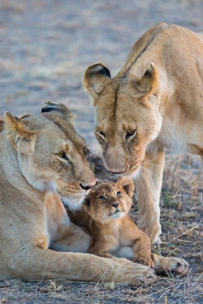 Good morning X-Friends…Happy Wednesday 🌷🍃☕️🩷

#WednesdayMotivation 🌷 #CoffeeTime ☕️ #AnimalLovers 🩷 #StayPositive 💐 #PeaceAndLove 🕊️