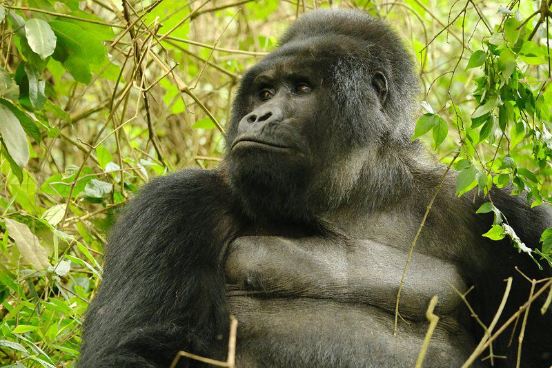 AdventureVac's tweet photo. The gentle giant alpha male mountain gorilla relaxing in lush forest of Bwindi impenetrable national park #gorillatrekking #mountaingorilla #gorillatrekking #wildlifephotography #bwindiimpenetrablenationalpark #silverback #VisitUganda https://t.co/8yPQtKaddr