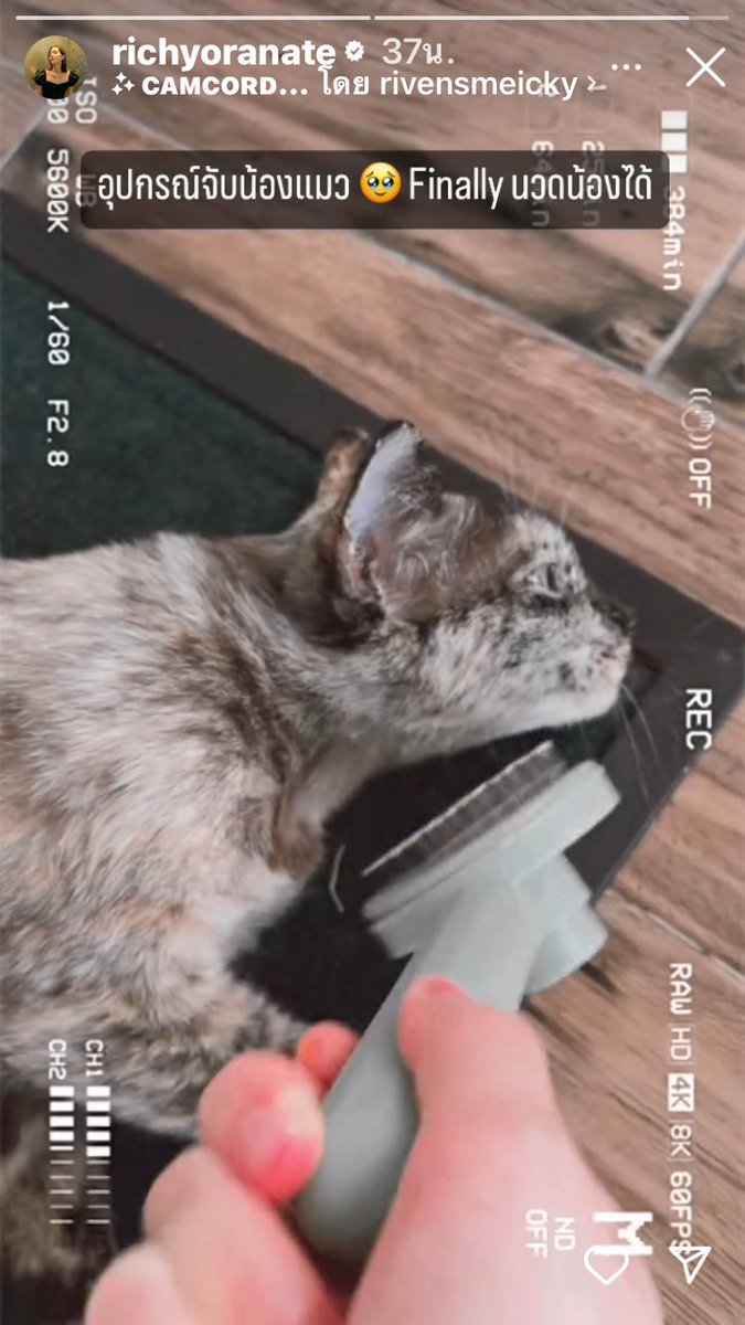 เครื่องช่วยการถึงน้องแมวของริชชี่😅😅😁  #ริชชี่อรเณศ