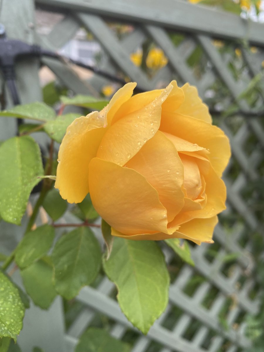 Morning all, As the latest storm wiped out my tulip display I’m looking forward to the return of my roses. This Graham Thomas climber with its rich yellow colour is probably my favourite. Have a lovely day everyone 😊#RoseWednesday #GardeningTwitter