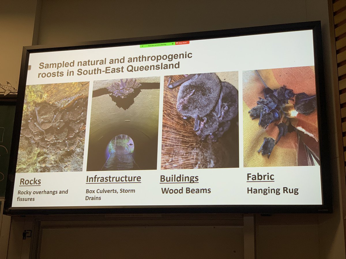 Nicholas Wu (@nicholaswunz) on Twitter photo Fishing bats well represented! <a href="/stressedoutbats/">Robin Rowland</a> showed culvert & rock roosts occupied by Myotis are thermally stable, while building & fabric roosts are more variable #AusBatSoc2024 Fishing bats well represented! <a href="/stressedoutbats/">Robin Rowland</a> showed culvert & rock roosts occupied by Myotis are thermally stable, while building & fabric roosts are more variable #AusBatSoc2024
