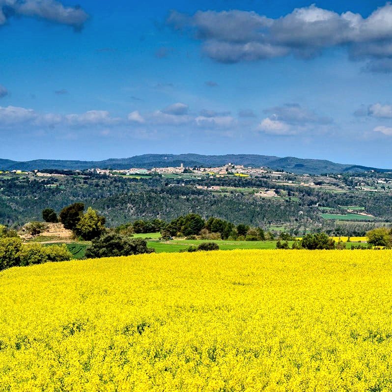 La colza (Brassica napus) és una planta amb flor groga de la família Brassicaceae. És la tercera font més important d'oli vegetal i la segona de proteïna vegetal a nivell mundial.

És una planta molt mel·lífera.

Aquests dies està en plena floració a la comarca d'Osona.