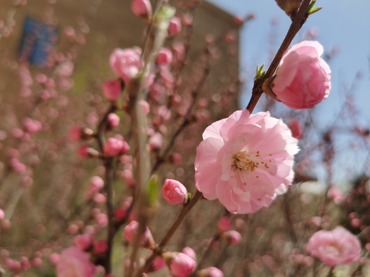值此大美春日，桃花争艳之时。