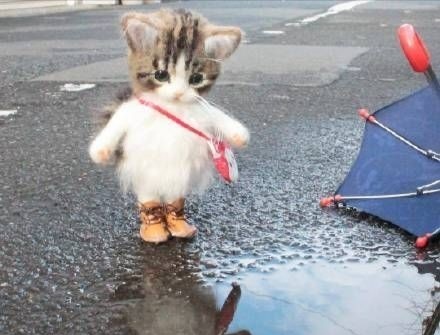 Ready for all weather 🤣😭❤️🌈

#cats #CatsofTwittter #CatsLover