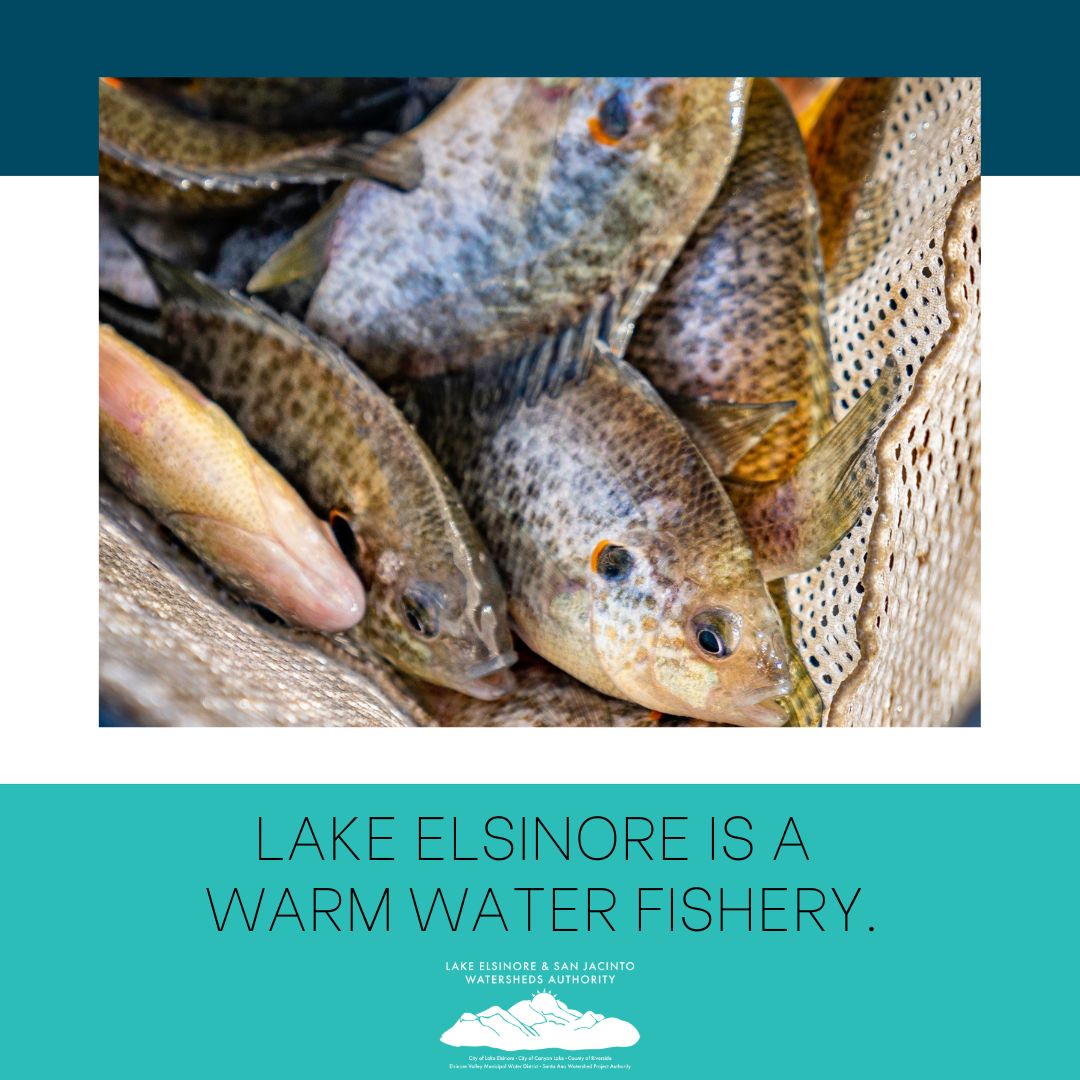 Did you know that #LakeElsinore is a warm water fishery that includes black #bass and various #panfish?
