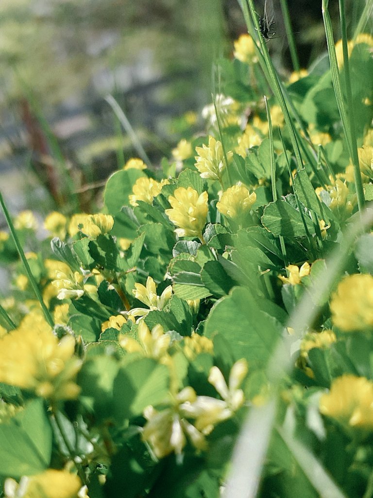 コメツブツメクサ 可愛い過ぎるよ🍀