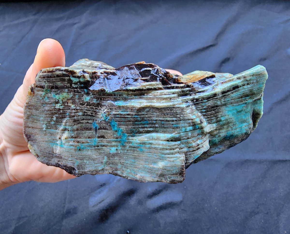 Collawood - Petrified Wood
#petrified #petrifiedwood #collawood #Collectibles #FossilFriday #fossil #paleoanthropology #paleontology #geology #rocks #gemstone #agatecollector #Collections #natural #NaturalBeauty