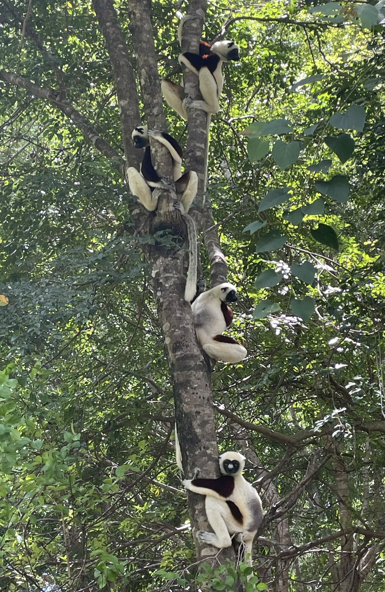 Ok, lemurs may be cuddlier & birds more colourful. But without trees, you won’t have either, nor a healthy environment. So it’s very alarming that 2/3rds of 🇲🇬 tree species are at threat of extinction. Hence the importance of the new Global Tree Seed Bank project by @KewScience