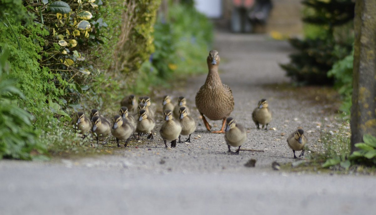 Good morning! It’s a great year so far for the mallard ducklings here in Bakewell 🐣 🐥🐣 #WildlifeWednesday