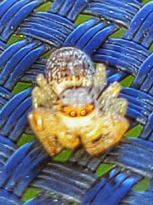 I took a picture of this spider on the trampoline with Gunner earlier, and I'm laughing so hard 🤣 I think the flash was too bright?