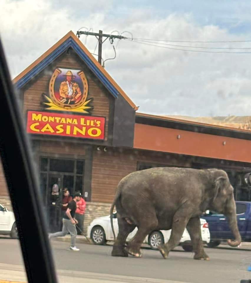 The cicus is in Butte and this elephant was looking for a toddy ! The things you see in Montana! #elephant #Butte