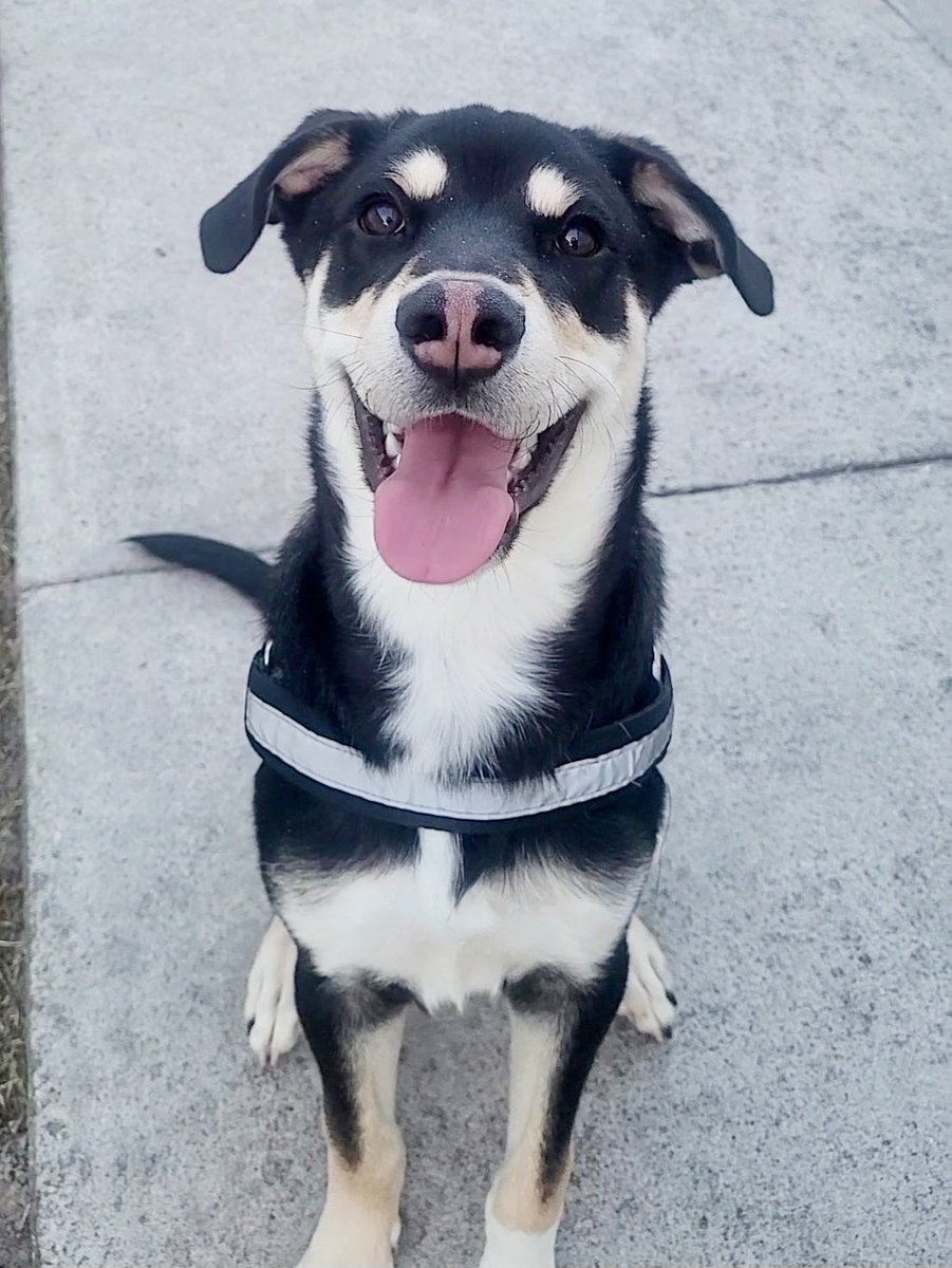 LolaPatolla's tweet photo. Look at Howie! (Fka Ronald rescued from Corpus Christi euth list)
🥰🥰🥰❤️ https://t.co/a6bbWH6Hb4