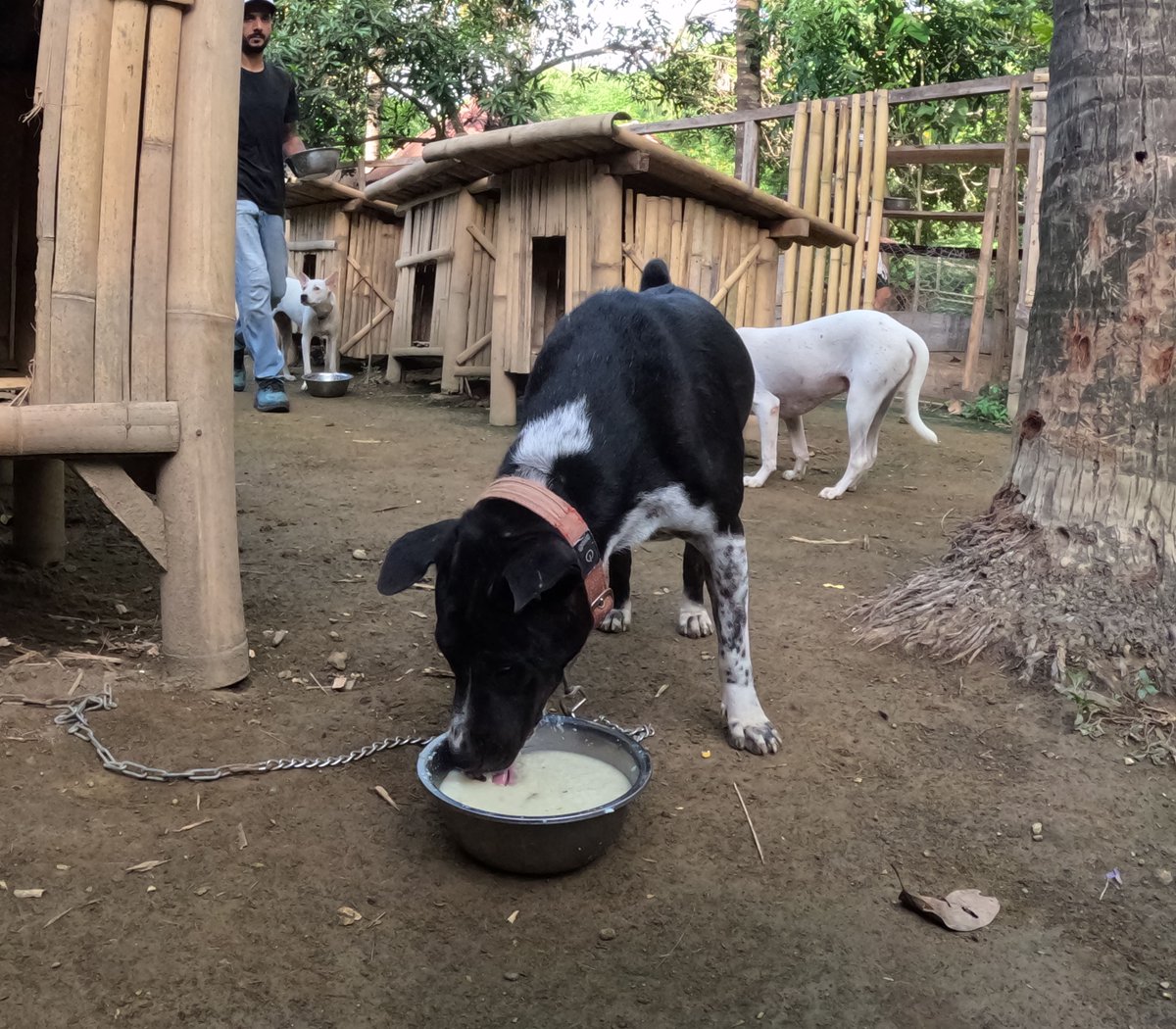 shelter_lomdogs's tweet photo. Rocky is eating his food very eagerly today 
#dogshelter #doglovers #lovedogs #pet #animals #lovepet #dogrescue #rescue #donate #stray #stopandsave #sterilizitation https://t.co/7yP4XYsXJr