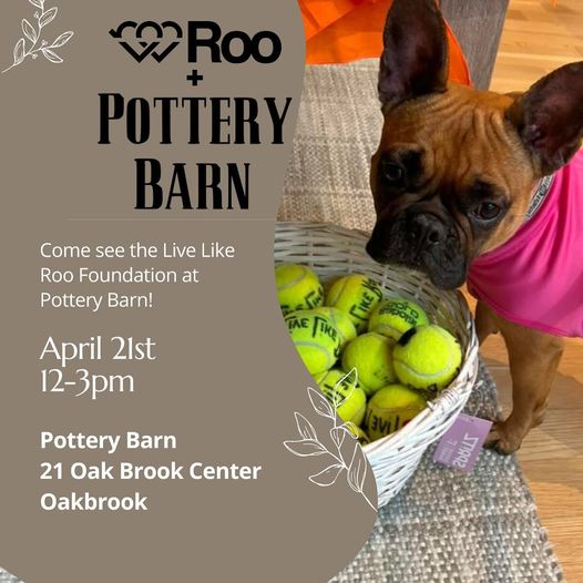 Hey #Chicago! .@livelikeroo at @potterybarn #meetup 

Sunday 4/21, Noon - 3 PM #oakbrook 

#AdoptDontShop #AdoptDontBuy #AdoptAShelterPet #adoptaseniorpet #AdoptAShelterDog #AdoptAShelterCat #dogs #cats 
#pets #raffle #prizes 

facebook.com/events/1402719…

facebook.com/LiveLikeRoo/po…