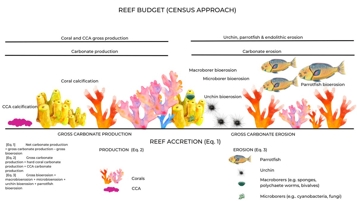 nunezlendo's tweet photo. Presenting today at #ReefResilienceSymposium2024 in Cairns! Do you know that #coral #reef carbonate budgets can be enhanced through local #coralrestoration? Thus restoring the valuable #ecosystemservice of wave attenuation 🌊✨ Wednesday April 17, Reef Room at 12h00 #GBR https://t.co/rknliEdsve
