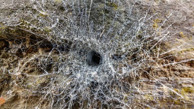 sinuhedotcom's tweet image. 