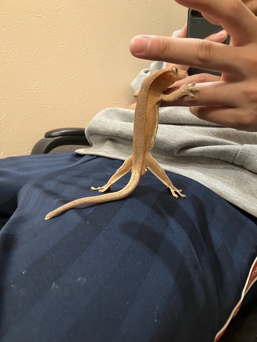 juna_rep's tweet image. がに股