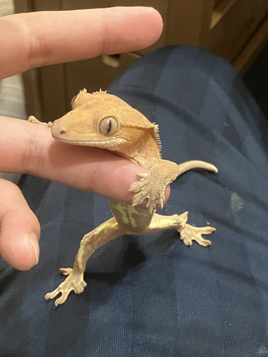 juna_rep's tweet image. がに股