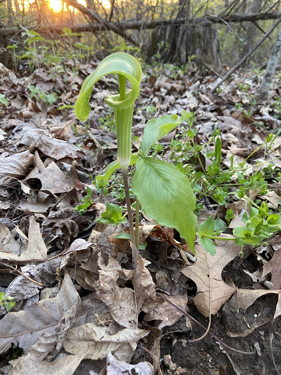 Have enjoyed finding some cool native woodland species on my property this spring…￼Ozark Green Trillium (Trillium viridescens) and Jack-in-the-pulpit (Arisaema triphyllum)
