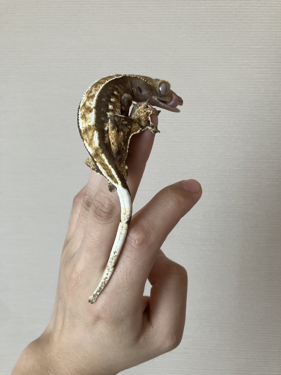 juna_rep's tweet image. ファイアアップ