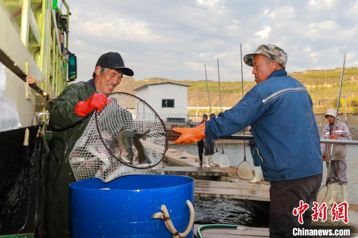 VoiceofPD's tweet image. #SpringinChina
Mountainous village in N China's Shanxi generates wealth through salmon farming
Read full: en.people.cn/n3/2024/0416/c…