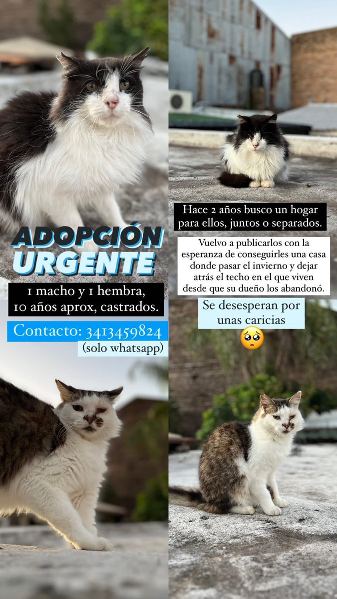 Animalistas De Rosario 💙 (@_animalistas) on Twitter photo 