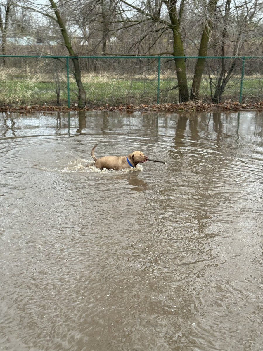 Evening drain check before the second wave. Tommy enjoyed doing some swimming while we were at it.