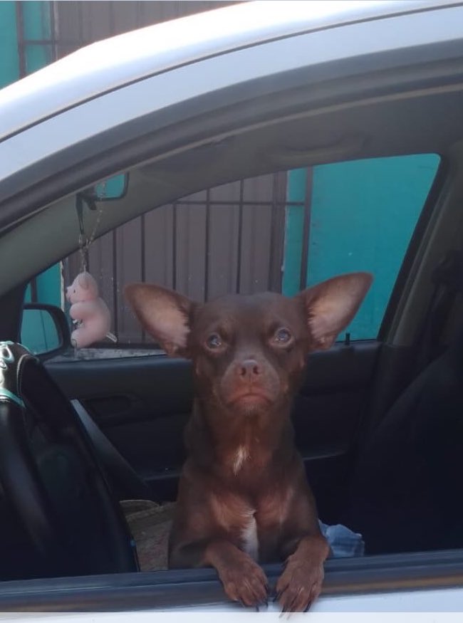 Perrito asesor de víctimas informa: 
“Ganamos otro juicio, un pederasta menos en las calles” #conlasinfanciasno #lasniñasnosetocan 💜👊🏼💪🏼