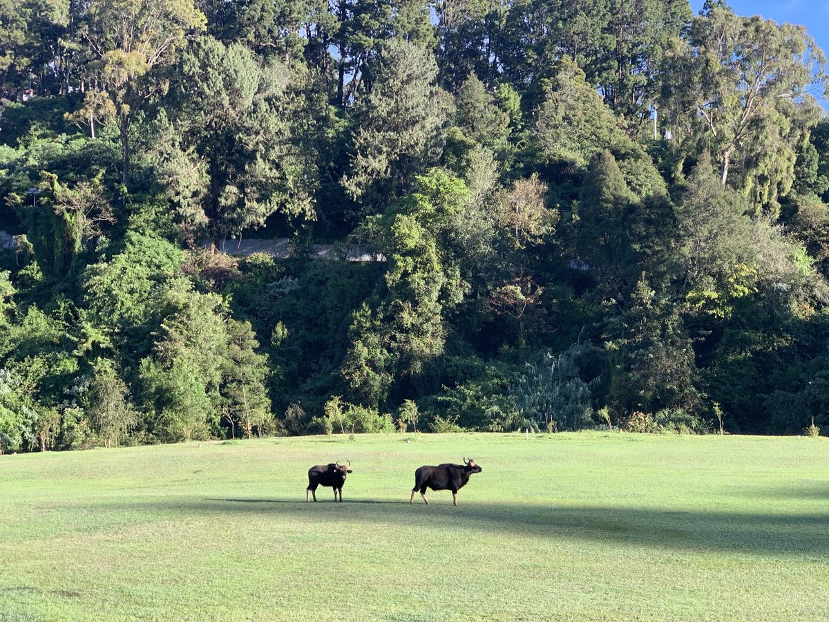 Early morning encounter at Wellington Coonoor enroute to field visits in Nilgiris #Gaurs #Indianbison #Wellington