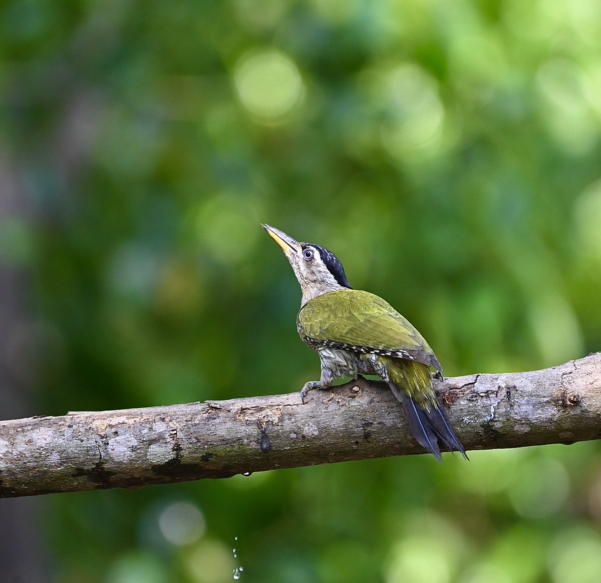 #1485 Streak-throated Woodpecker 

A lime green colour!! 

#dailypic #IndiAves #TwitterNatureCommunity #birdwatching #ThePhotoHour #BBCWildlifePOTD #natgeoindia