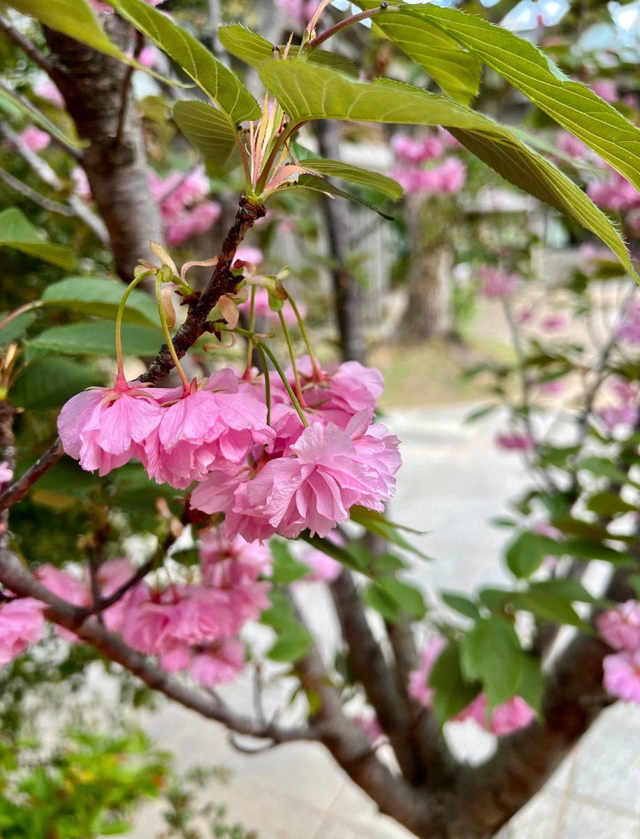 2024. 4. 17 水曜日 みなさん おはようございます いつも ありがとうございます 今日も よろしくお願いします 優しくて笑顔溢れる 明るい素敵な１日に なりますように✨🍀🌹😊