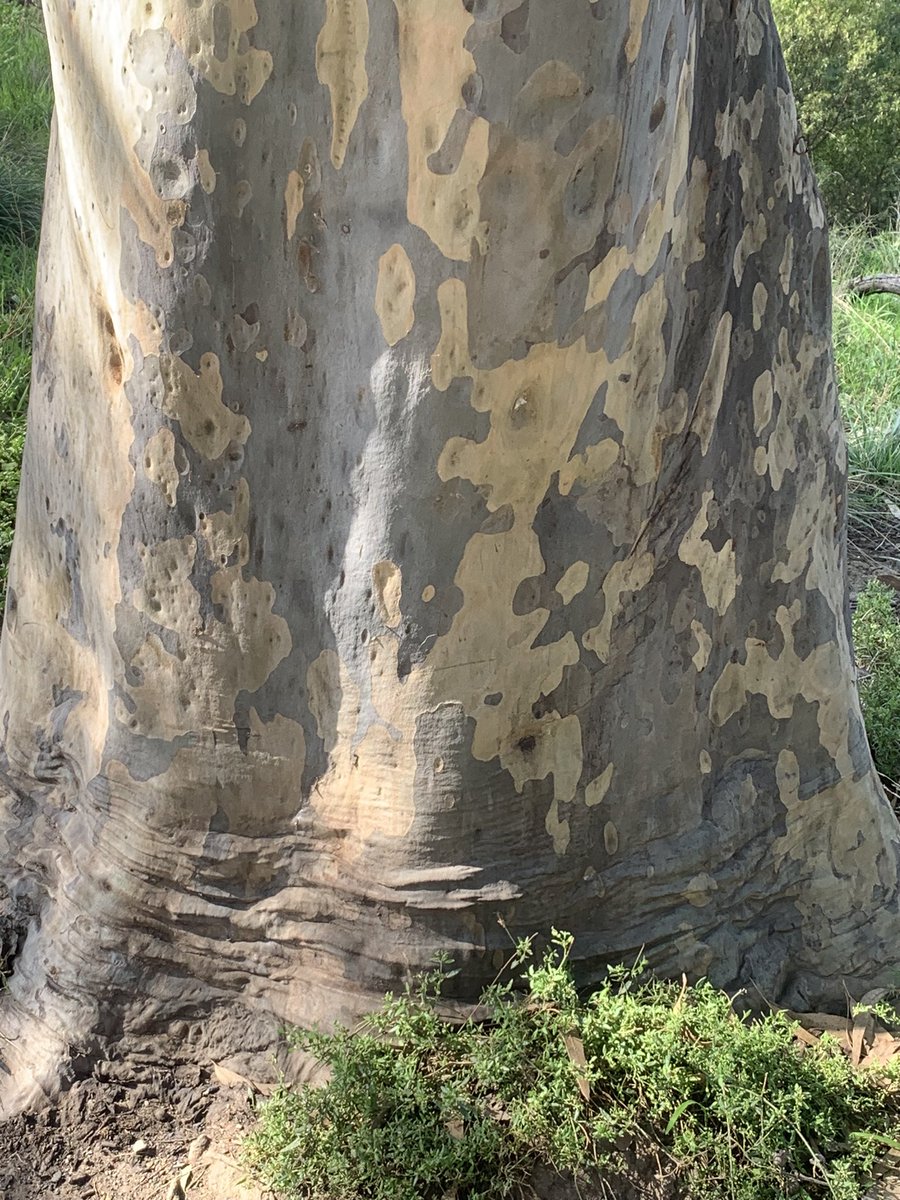 A day late for #thicktrunktuesday but some nice thick trunks along the banks of the #Yarra