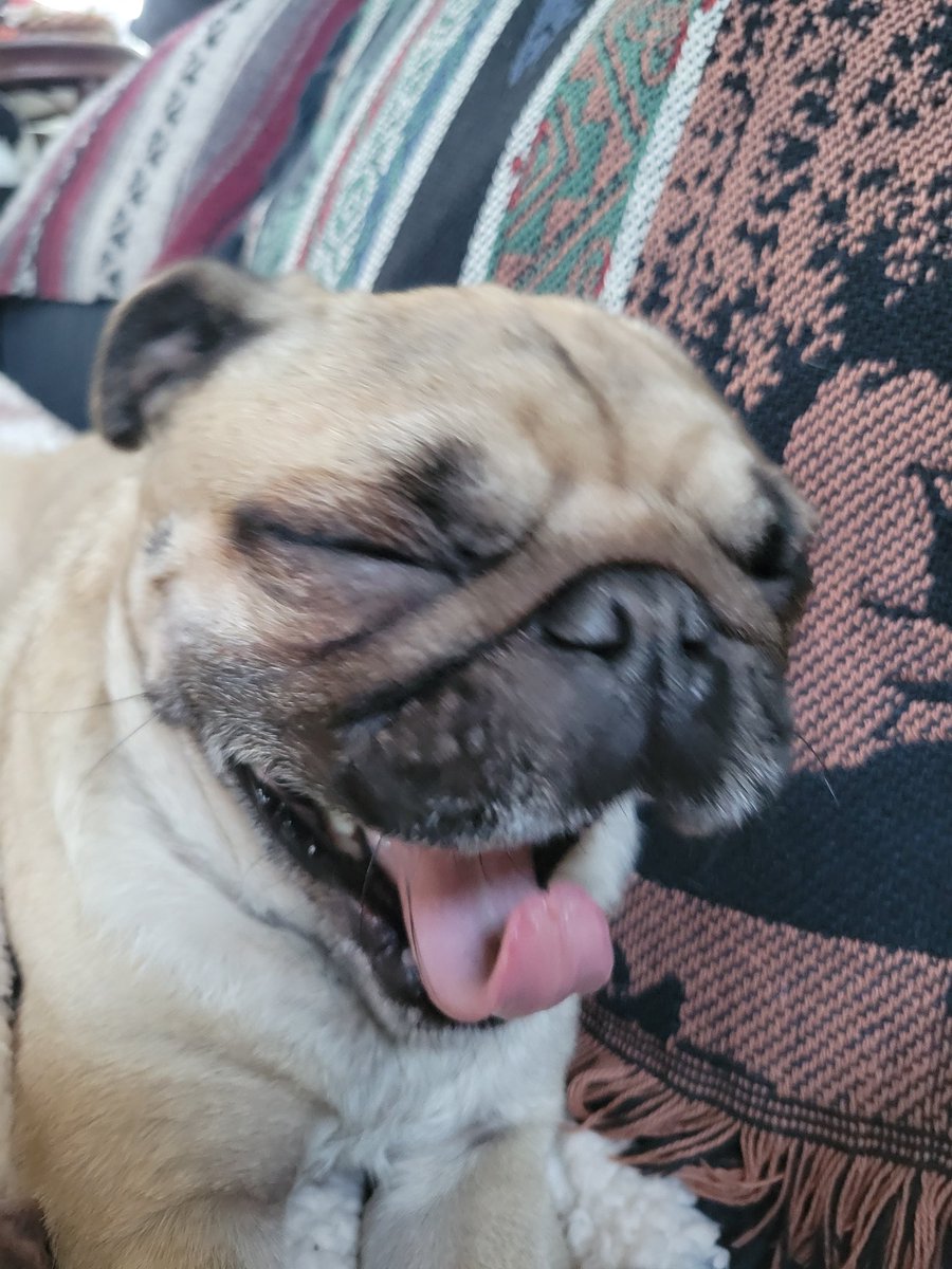 Sweep's first ##tongueouttuesday ##scribblepugtot. Nailed it!