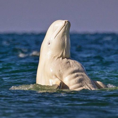 MrTcooks's tweet photo. Called in my tele at 20k, hit 80k 4x now on a little dip

https://t.co/xgQaD3W56I

🐳 THE MOST JACKED WHALE ON SOLANA 🐳

It's time to get $JACKED 💪🏻💪🏻

Leave conventional trends aside, join us and sail into uncharted territories 🌊

For those willing to dive deeper, follow our social media channels to stay up to date with all the news and updates from $JACKED 🐳

🐳CA: CNadvoKbKD8Bb839LghAo4uzynMTKFC87fP6hcGEdDfQ
🔗Twitter: https://t.co/wJiXYgBhgr
👥Telegram: https://t.co/k970R9wFKR
🌐Website: https://t.co/oBlPzLtI2r
📈https://t.co/AznW2wQcZn