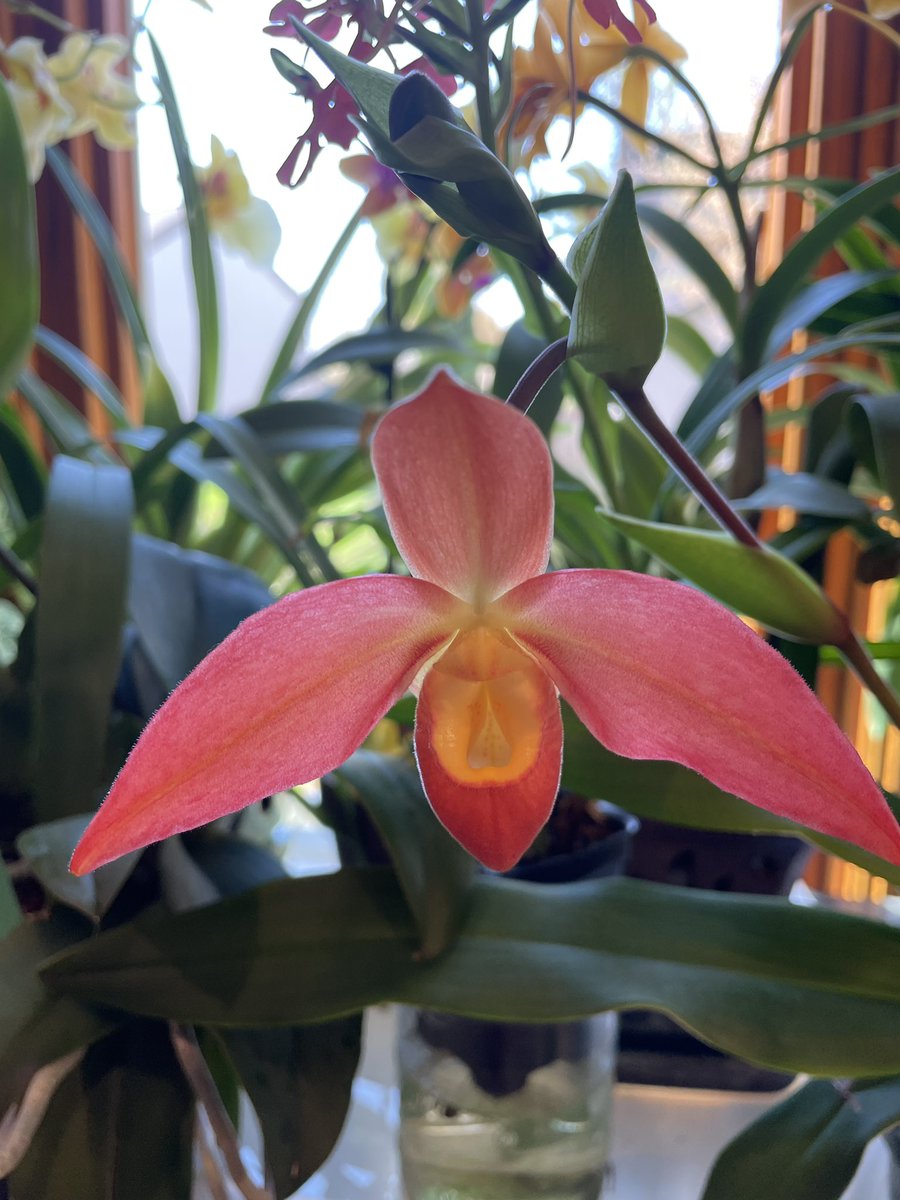 tstrombotn's tweet photo. #NationalOrchidDay #orchids #currentlyinbloom https://t.co/HCCbnSJjkf