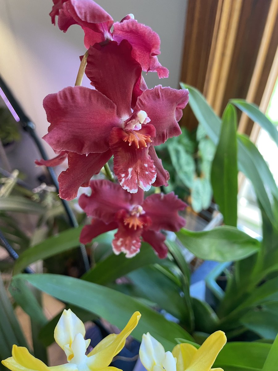 tstrombotn's tweet photo. #NationalOrchidDay #orchids #currentlyinbloom https://t.co/HCCbnSJjkf
