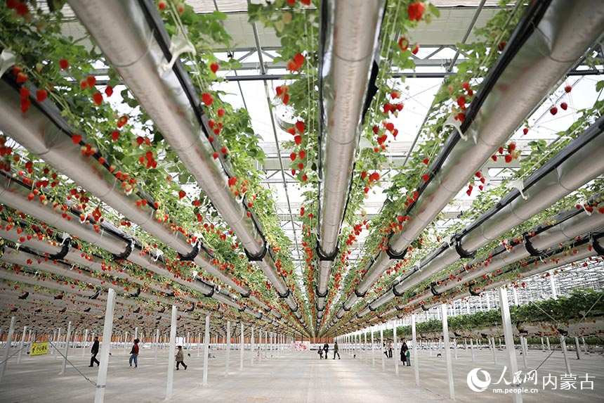 VoiceofPD's tweet image. #SpringinChina
A “hanging” #strawberry garden has become a popular destination in N China's Inner Mongolia Autonomous Region. In the garden, red and fragrant strawberries nestling in green leaves dangle from above, attracting crowds of visitors.
Read full: en.people.cn/n3/2024/0416/c…