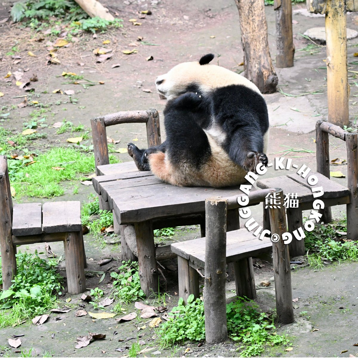 今日の麻雀大会は中止です。
代わりに私のヨガをご覧下さい。
#慶慶 #重慶動物園 #Panda
*不得轉載**引用不可*