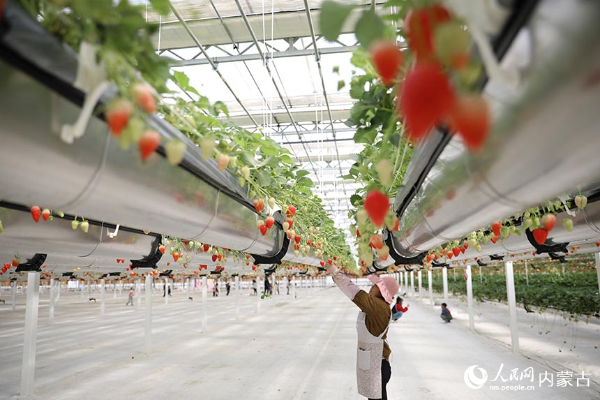 VoiceofPD's tweet image. #SpringinChina
A “hanging” #strawberry garden has become a popular destination in N China's Inner Mongolia Autonomous Region. In the garden, red and fragrant strawberries nestling in green leaves dangle from above, attracting crowds of visitors.
Read full: en.people.cn/n3/2024/0416/c…