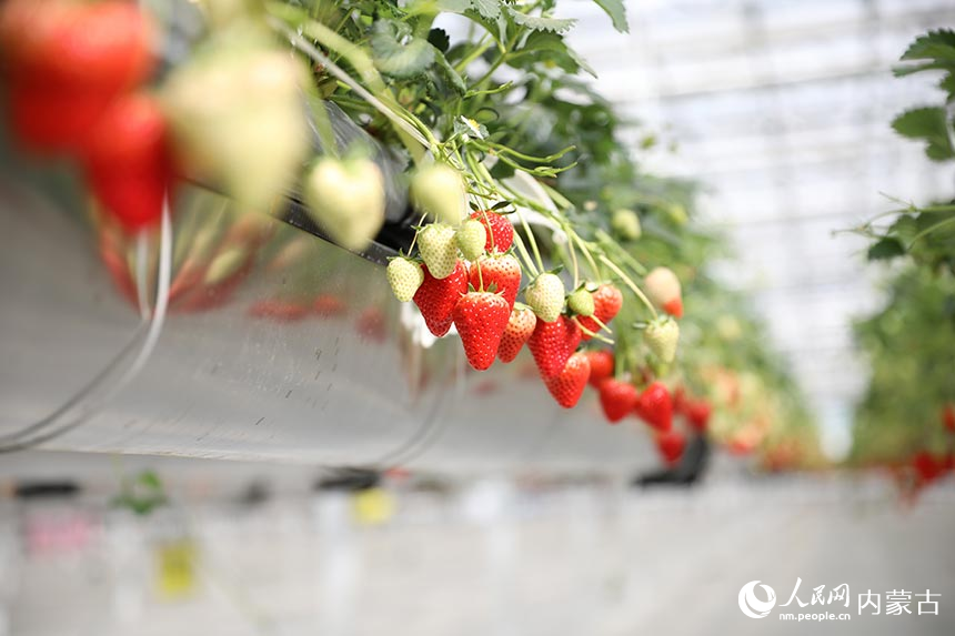 VoiceofPD's tweet image. #SpringinChina
A “hanging” #strawberry garden has become a popular destination in N China's Inner Mongolia Autonomous Region. In the garden, red and fragrant strawberries nestling in green leaves dangle from above, attracting crowds of visitors.
Read full: en.people.cn/n3/2024/0416/c…