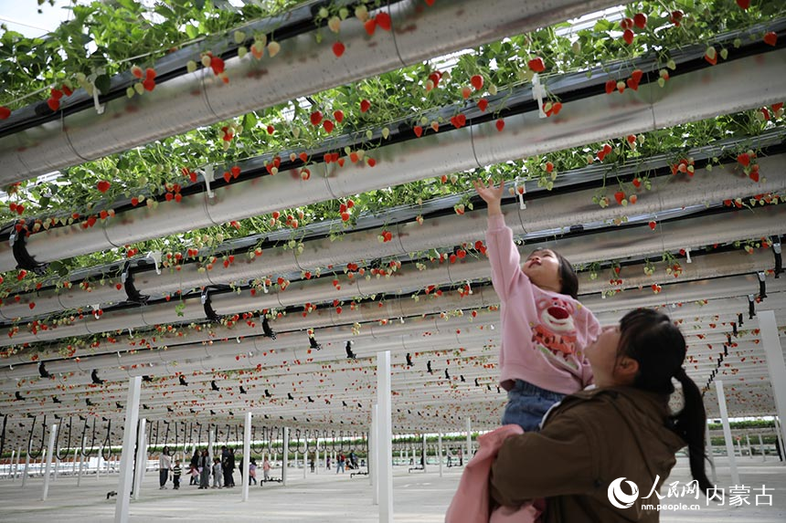 VoiceofPD's tweet image. #SpringinChina
A “hanging” #strawberry garden has become a popular destination in N China's Inner Mongolia Autonomous Region. In the garden, red and fragrant strawberries nestling in green leaves dangle from above, attracting crowds of visitors.
Read full: en.people.cn/n3/2024/0416/c…