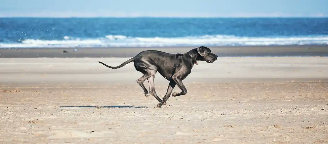 OntVetCollege's tweet photo. The Ontario Institute for Cancer Research has awarded $750,000 to OVC's DOGBONe (Dog Osteosarcoma Group-Biomarkers of Neoplasia) research group to support research in the early detection of osteosarcoma recurrence. https://t.co/6Uy8NNnJD2 https://t.co/HUqIpzpvWd