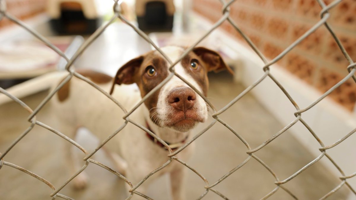 nbc4i's tweet photo. Franklin County Dog Shelter and Adoption Center has announced that its kennels are full and is asking the community for help. https://t.co/vxpGze2fLA https://t.co/fTYdk3NKlM
