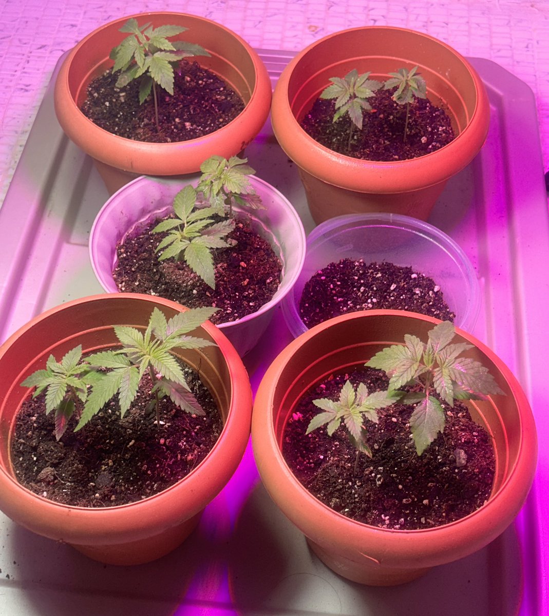 BloomsAndBudsNY's tweet photo. Will be monsters this summer! 🌞 
#AlohaLimone 🌴🍋🌿💨🙂‍↔️ https://t.co/QPm00xhQNA
